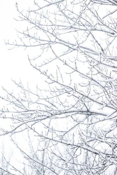 Inverno fundo abstrato, belas árvores cobertas de neve, C — Fotografia de Stock