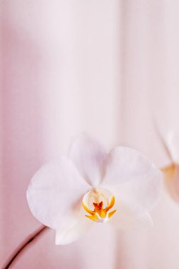 Çiçek açan pembe orkide, soyut çiçekli sanat kırması.