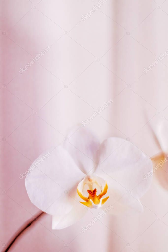 Pink orchid flower in bloom, abstract floral blossom art backgro