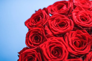 Mavi arka plan üzerinde kırmızı gül Lüks buket, bir hol olarak çiçek