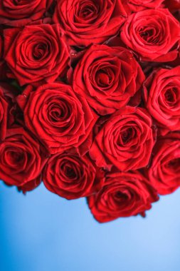 Mavi arka plan üzerinde kırmızı gül Lüks buket, bir hol olarak çiçek