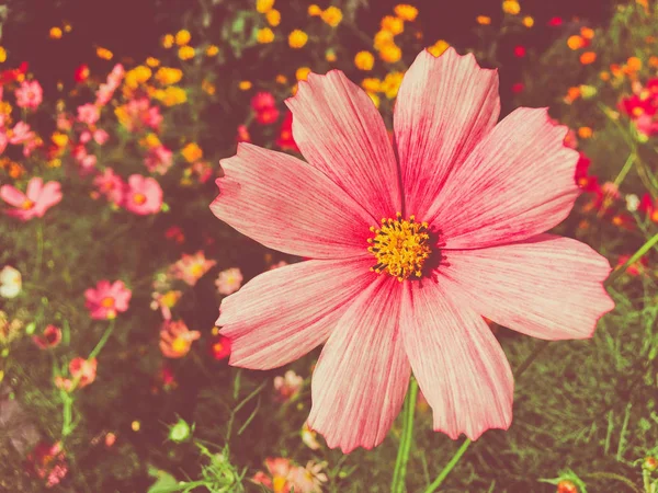 Daisy flowers in sunny garden