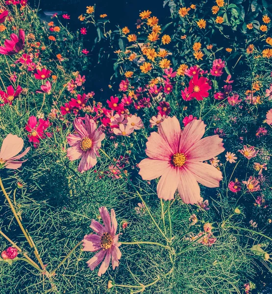 Daisy flowers in sunny garden