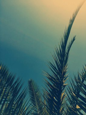 Palmiye yaprakları ve gökyüzü, yaz yolculuğu arka planı