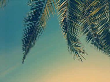 Palmiye yaprakları ve gökyüzü, yaz yolculuğu arka planı