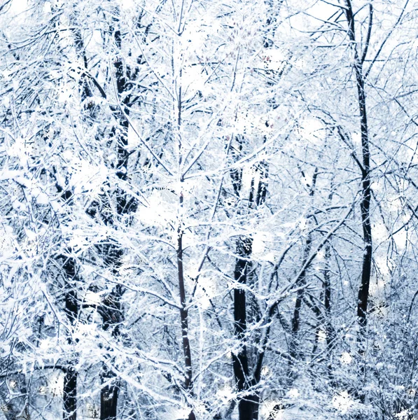 Vintersemester bakgrund, naturlandskap med glänsande snö och co — Stockfoto