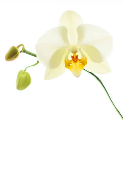 Flor de orquídea en flor, fondo abstracto de arte floral — Foto de Stock