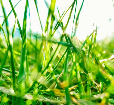 Güneşin doğuşunda yeşil bir alanda taze çim ve güneşli mavi gökyüzü, Natu