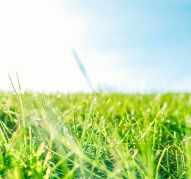 Güneşin doğuşunda yeşil bir alanda taze çim ve güneşli mavi gökyüzü, Natu