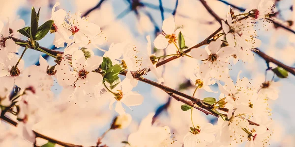 Vintage körsbärsblommor blommar i soluppgången som natur bakgrund — Stockfoto