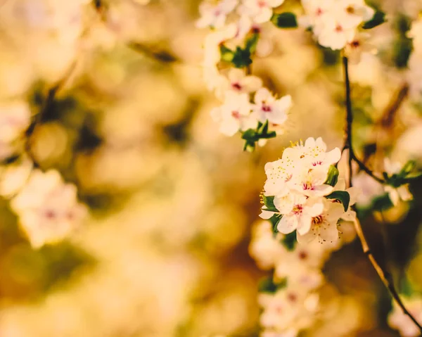 Doğa arka plan olarak gün doğumunda çiçek Vintage kiraz çiçekleri — Stok fotoğraf
