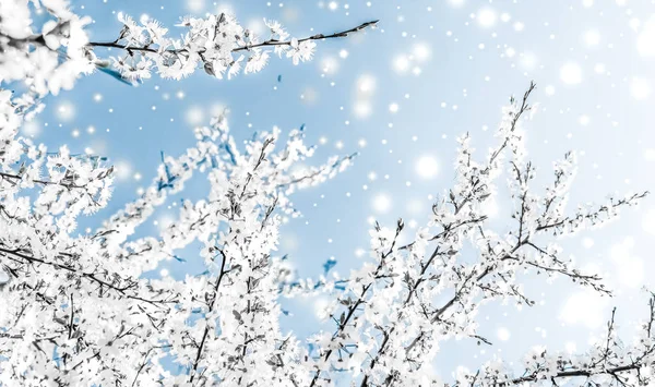Kerstmis, Oud en Nieuw blauwe bloemen achtergrond, vakantie kaart ontwerp — Stockfoto
