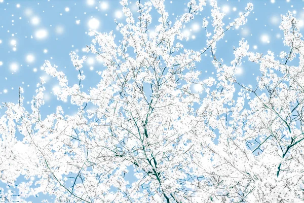 Boże Narodzenie, Nowy Rok niebieskie tło kwiatowe, projekt karty wakacje — Zdjęcie stockowe