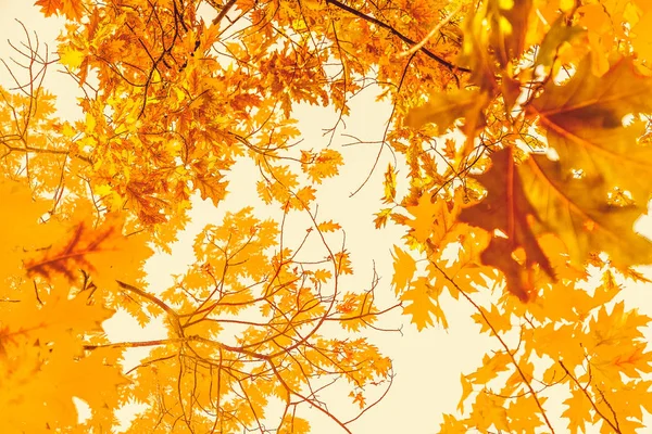 Belo outono paisagem fundo, vintage natureza cena em f — Fotografia de Stock