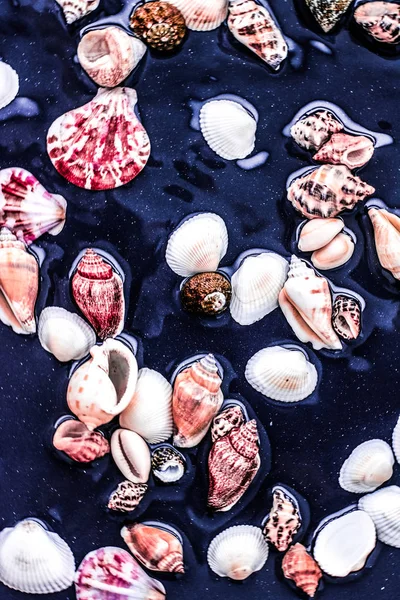海の貝殻の背景、夏の目的地とビーチホリデーt — ストック写真
