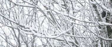 Kış soyut arka plan, karla kaplı güzel ağaçlar, C