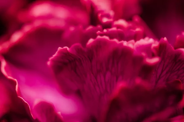 Flor cravo vermelho em flor, flor floral abstrata arte backg — Fotografia de Stock