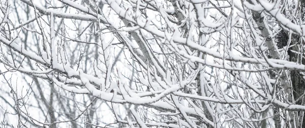 Kış soyut arka plan, karla kaplı güzel ağaçlar, C