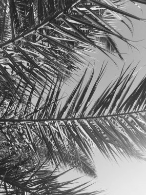 Palmiye yaprakları ve gökyüzü, yaz yolculuğu arka planı