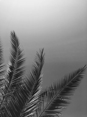 Palmiye yaprakları ve gökyüzü, yaz yolculuğu arka planı