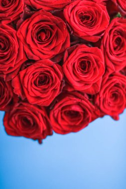 Mavi arka plan üzerinde kırmızı gül Lüks buket, bir hol olarak çiçek