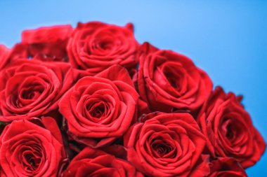 Mavi arka plan üzerinde kırmızı gül Lüks buket, bir hol olarak çiçek