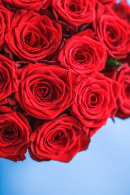 Mavi arka plan üzerinde kırmızı gül Lüks buket, bir hol olarak çiçek