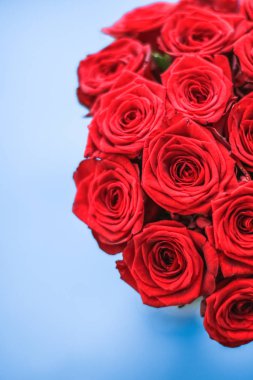 Mavi arka plan üzerinde kırmızı gül Lüks buket, bir hol olarak çiçek
