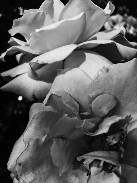 精彩绽放的玫瑰花在日落，花美背沟 — 图库照片