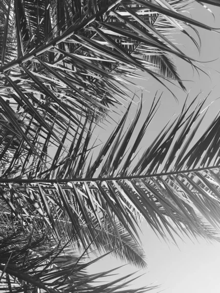 Feuilles de palmier et ciel, fond de voyage estival — Photo