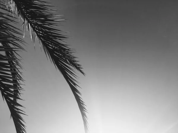 Листя пальмового дерева і небо, літній подорожі фон — стокове фото