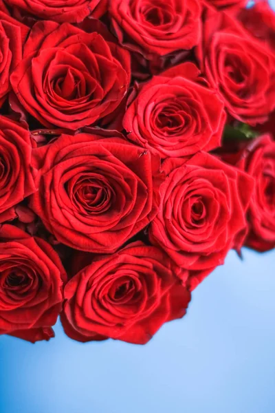 Mavi arka plan üzerinde kırmızı gül Lüks buket, bir hol olarak çiçek