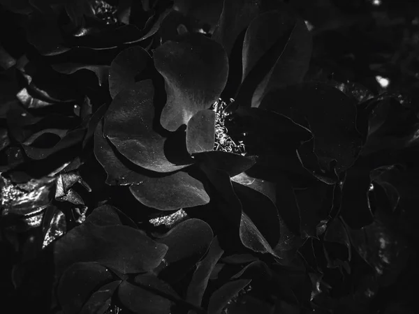 Flor de rosa de jardín negro al atardecer, respaldo de belleza floral — Foto de Stock