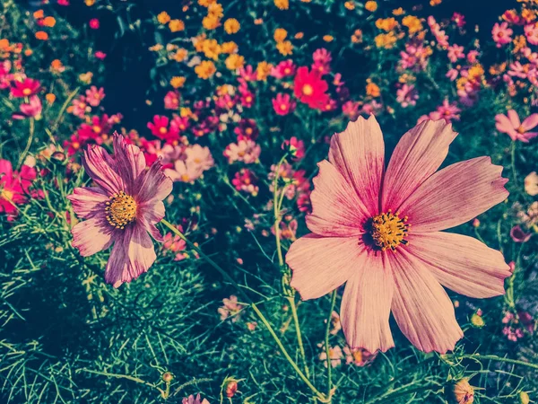 Daisy flowers in sunny garden