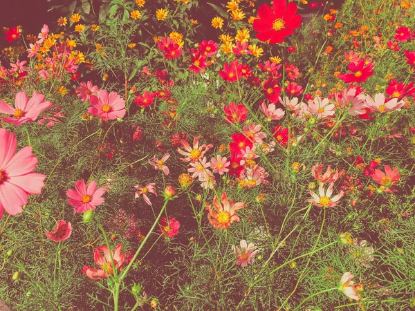 맑은 정원에 있는 데이지 꽃 — 스톡 사진