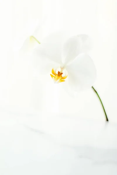 Weiße Orchideenblume in voller Blüte, abstrakte Blumenblütenkunst Backgr — Stockfoto