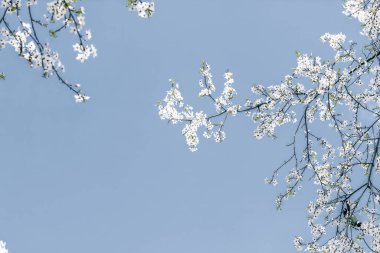 Mavi arka plan çiçek soyut sanat, vintage kiraz çiçekleri i