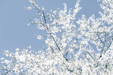 Mavi arka plan çiçek soyut sanat, vintage kiraz çiçekleri i