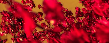 Güzel sonbahar manzara arka plan, f vintage doğa sahnesi