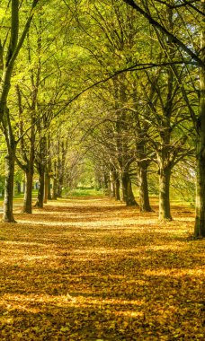Sonbahar Doğa sahne arka plan, yaprakları ve ağaçlar açık havada