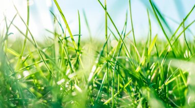 Güneşin doğuşunda yeşil bir alanda taze çim ve güneşli mavi gökyüzü, Natu