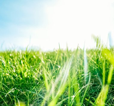 Güneşin doğuşunda yeşil bir alanda taze çim ve güneşli mavi gökyüzü, Natu