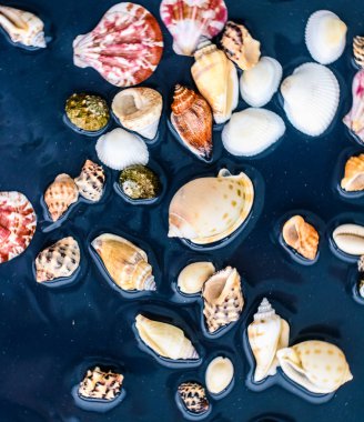 Deniz kabuğu arka plan, yaz hedef ve plaj tatil t