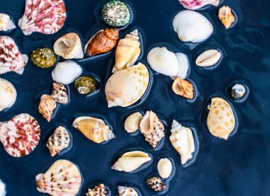 Deniz kabuğu arka plan, yaz hedef ve plaj tatil t