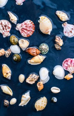 Deniz kabuğu arka plan, yaz hedef ve plaj tatil t