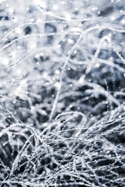 Kış tatili arka plan, parlak kar ve Co ile doğa manzarası