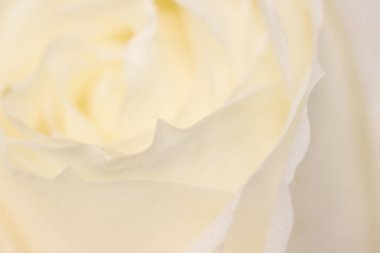 Çiçek açan gül, soyut çiçekli sanat arka planı, anne.