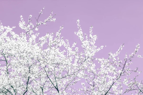 Virágos absztrakt művészet a lila háttér, Vintage cseresznyevirág — Stock Fotó