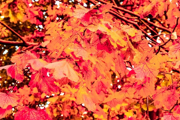 Schöne Herbstlandschaft Hintergrund, Vintage-Natur-Szene in f — Stockfoto