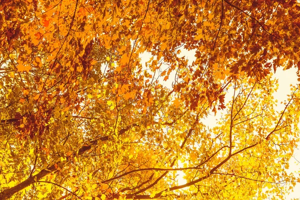 Schöne Herbstlandschaft Hintergrund, Vintage-Natur-Szene in f — Stockfoto